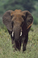 African Elephant, Africa Wall Mural