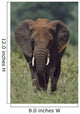 African Elephant, Africa Wall Mural