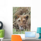 Lioness Peering Through Grass, Africa Wall Mural