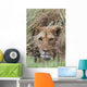 Lioness Peering Through Grass, Africa Wall Mural