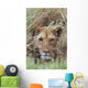 Lioness Peering Through Grass, Africa Wall Mural