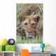 Lioness Peering Through Grass, Africa Wall Mural