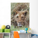 Lioness Peering Through Grass, Africa Wall Mural