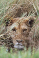 Lioness Peering Through Grass, Africa Wall Mural