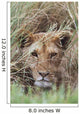 Lioness Peering Through Grass, Africa Wall Mural