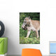 Mountain Lion Carrying Cub By The Nape Of Its Neck Wall Mural