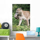 Mountain Lion Carrying Cub By The Nape Of Its Neck Wall Mural