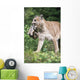 Mountain Lion Carrying Cub By The Nape Of Its Neck Wall Mural