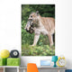 Mountain Lion Carrying Cub By The Nape Of Its Neck Wall Mural