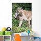 Mountain Lion Carrying Cub By The Nape Of Its Neck Wall Mural