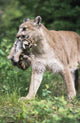 Mountain Lion Carrying Cub By The Nape Of Its Neck Wall Mural