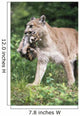 Mountain Lion Carrying Cub By The Nape Of Its Neck Wall Mural
