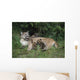 Mountain Lion Nursing Cubs Wall Mural