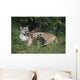 Mountain Lion Nursing Cubs Wall Mural