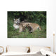 Mountain Lion Nursing Cubs Wall Mural
