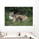 Mountain Lion Nursing Cubs Wall Mural