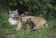 Mountain Lion Nursing Cubs Wall Mural