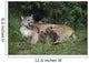 Mountain Lion Nursing Cubs Wall Mural