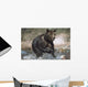 Wet Grizzly Bear Running In Stream Wall Mural