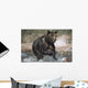Wet Grizzly Bear Running In Stream Wall Mural