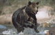 Wet Grizzly Bear Running In Stream Wall Mural