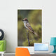 Ash-Throated Flycatcher Perched On Twig Wall Mural