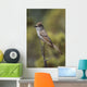 Ash-Throated Flycatcher Perched On Twig Wall Mural