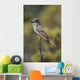Ash-Throated Flycatcher Perched On Twig Wall Mural