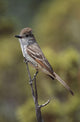Ash-Throated Flycatcher Perched On Twig Wall Mural