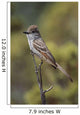 Ash-Throated Flycatcher Perched On Twig Wall Mural