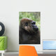 Gorilla Profile Portrait Wall Mural