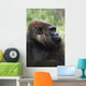 Gorilla Profile Portrait Wall Mural