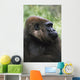 Gorilla Profile Portrait Wall Mural