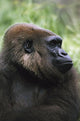 Gorilla Profile Portrait Wall Mural