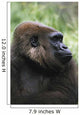 Gorilla Profile Portrait Wall Mural