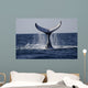 Humpback to Dive