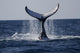 Humpback to Dive