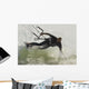 Man Kitesurfing Wall Mural