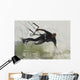 Man Kitesurfing Wall Mural
