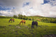 Three Horses Grazing In Field Wall Mural