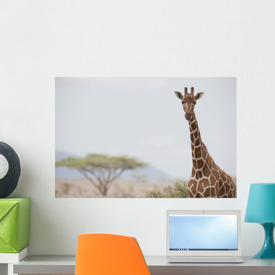 Giraffe Samburu National Reserve Wall Mural shown on a wall