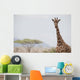 Giraffe In Samburu National Reserve Wall Mural