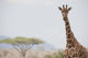 Giraffe In Samburu National Reserve Wall Mural
