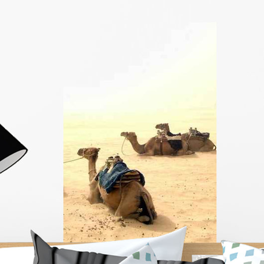 Camels Rest Wall Decal