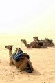 Camels Rest Wall Decal