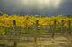 Vineyard Wall Mural