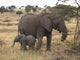 Mother And Baby Elephant Wall Mural