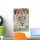 Lioness Wall Mural