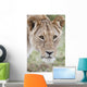 Lioness Wall Mural