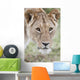 Lioness Wall Mural